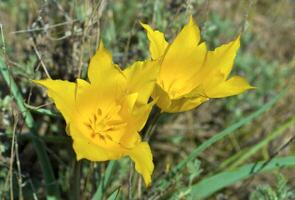 salvaje tulipán de el kolpakovskogo foto