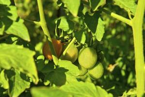 Small tomatoes on the branch in the vegetable-garden photo