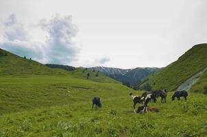 Of horses it is passed in the Alpine meadow photo