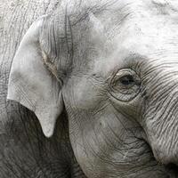 triste ojos de el asiático elefante foto