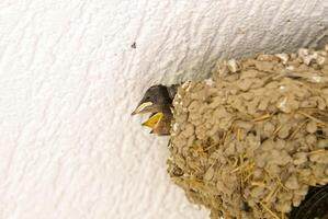 socket with the nestlings of the swallow photo