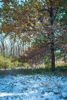 Autumn Park after the first snow in October photo