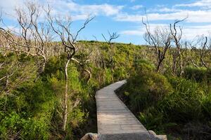 Wilsons Promontory National Park, Victoria in Australia photo