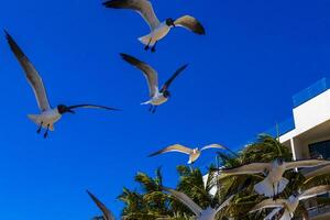 Flying seagull bird seagull birds blue sky background palms Mexico. photo