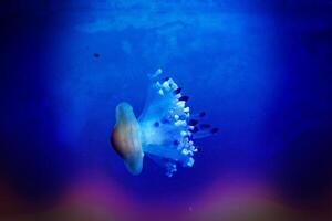 delicate jellyfish floating in black water in an aquarium creating an interesting background photo