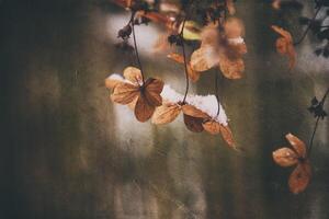 a withered delicate flower in the garden on a cold frosty day during falling white snow photo