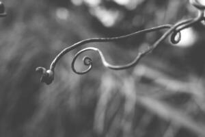 strange twisted shape of a climbing plant growing on a fence in close-up photo