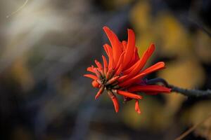 naranja flor creciente en un soleado jardín en un calentar verano día foto