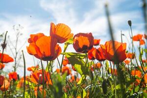 Natural flower background. Amazing view of colorful red poppy flowering. photo