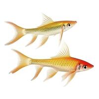 Swordtails isolated on white background, generate ai photo