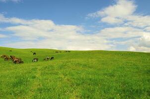 Horses it is passed in the Alpine meadow photo