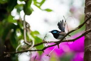 The Superb Fairywren photo