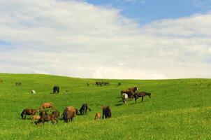 Horses it is passed in the Alpine meadow photo