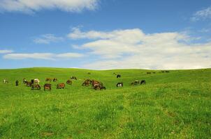 Horses it is passed in the Alpine meadow photo