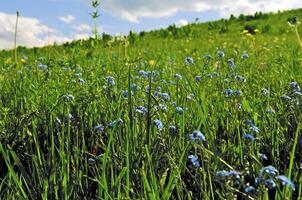 Wild flower in the mount photo