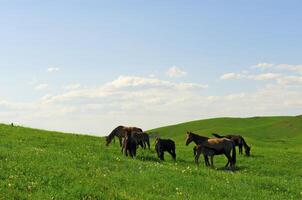 Horses it is passed in the Alpine meadow photo