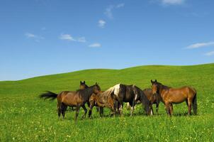 Horses it is passed in the Alpine meadow photo