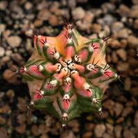 Cactus farm with close-up of succulent and cactus collection in pot. It' s natural background from little plants. photo