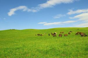 Horses it is passed in the Alpine meadow photo