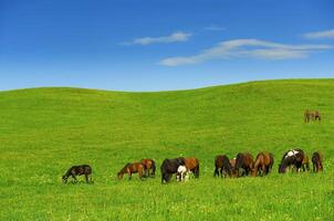 Horses it is passed in the Alpine meadow photo