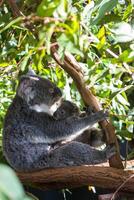 Koala in the National Park, Brisbane, Australia photo