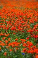 Natural flower background. Amazing view of colorful red poppy flowering. photo