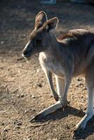 canguros en Felipe isla fauna silvestre parque foto