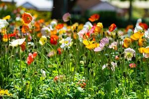 Toowoomba flower festival photo