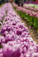 Spring Blooming, tulip Fields in Full Color photo