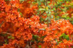 Blooming trees in spring photo