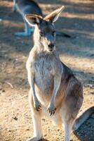 Kangaroos in Phillip Island Wildlife Park photo