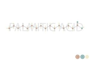 palmitic acid molecular skeletal chemical formula vector