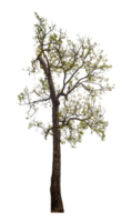 arbre sur transparent Contexte avec coupure chemin, Célibataire arbre avec coupure chemin et alpha canal png