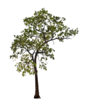 Baum auf transparent Hintergrund mit Ausschnitt Weg, Single Baum mit Ausschnitt Pfad und Alpha Kanal png