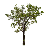 Tree on transparent background with clipping path, single tree with clipping path and alpha channel png