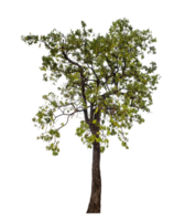 Baum auf transparent Hintergrund mit Ausschnitt Weg, Single Baum mit Ausschnitt Pfad und Alpha Kanal png