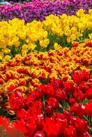 Spring Blooming, tulip Fields in Full Color photo