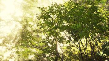 luce del sole raggi filtraggio attraverso tropicale foresta alberi video