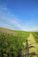 Blossoming spring steppe photo