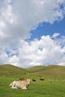 Lying cow on a grass in mountain photo