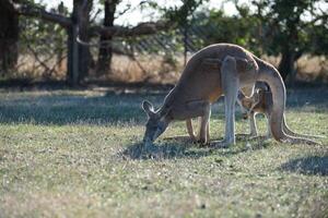 Kangaroos in Phillip Island Wildlife Park photo