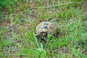 Wild turtle in steppe, in the spring photo