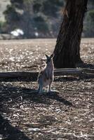 Kangaroos in Phillip Island Wildlife Park photo