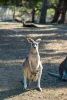 Kangaroos in Phillip Island Wildlife Park photo