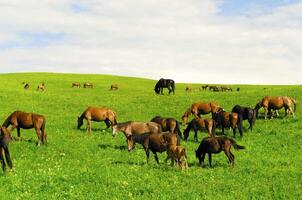 Horses it is passed in the Alpine meadow photo