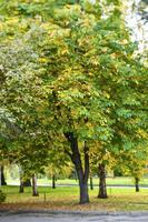 The autumn tree is removed by a special leense Perspective Control T-shift photo