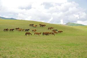 manada de el kazakh caballo, eso es alto en montañas a cerca almaty foto