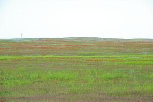 Vessenie fields it is red-allogo a poppy photo