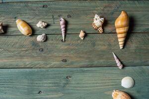 variedad de mar conchas en un de madera antecedentes foto