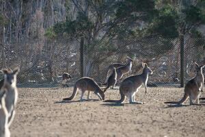 Kangaroos in Phillip Island Wildlife Park photo